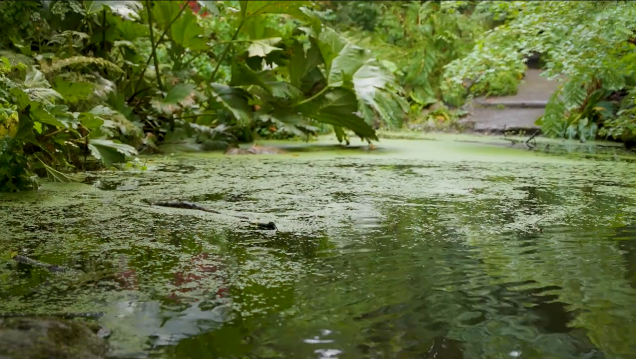 Living by Seattle’s Arboretum: Fall Color, History, and One of the City’s Most Coveted Neighborhoods